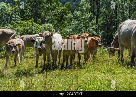Sechs Kühe blicken auf die Kamera, während sie durch die Wiesen der Pyrenäen grasen Stockfoto