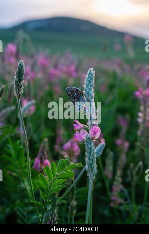 Feld der blühenden sainfoin oder Heilklee Wildblumen. Rosa Blüten sainfoin, Onobrychis viciifolia. Wildblumen Hintergrund. Landwirtschaftlicher Ansatz. Stockfoto