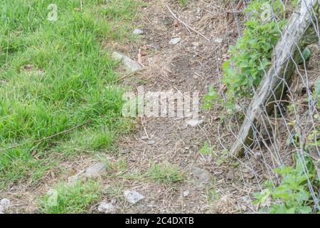 Hedgeline des Feldes mit Metallgefecht und hölzernen Zaunpfosten. Metapher verlobt in, Landwirtschaft Großbritannien, Grenze & Grenzlinie. Stockfoto