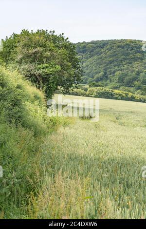 Hedgeline / Grenzlinie des grünen UK Weizenfeld. Metapher Landwirtschaft & Landwirtschaft Großbritannien, Grenzen, Heckenlinien, britische Nahrungsmittelversorgung, grüne Felder von England Stockfoto