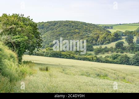 Hedgeline / Grenzlinie des grünen UK Weizenfeld. Metapher Landwirtschaft & Landwirtschaft Großbritannien, Grenzen, Heckenlinien, britische Nahrungsmittelversorgung, grüne Felder von England Stockfoto