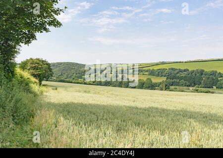 Hedgeline / Grenzlinie des grünen UK Weizenfeld. Metapher Landwirtschaft & Landwirtschaft Großbritannien, Grenzen, Heckenlinien, britische Nahrungsmittelversorgung, grüne Felder von England. Stockfoto