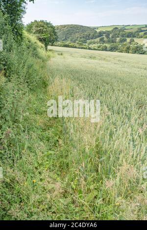 Hedgeline / Grenzlinie des grünen UK Weizenfeld. Metapher Landwirtschaft & Landwirtschaft Großbritannien, Grenzen, Heckenlinien, britische Nahrungsmittelversorgung, grüne Felder von England. Stockfoto