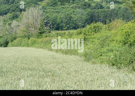 Hedgeline / Grenzlinie des grünen UK Weizenfeld. Metapher Farming & Agriculture Großbritannien, Grenzen, Heckenlinien, britische Nahrungsmittelversorgung, Weizenernte 2020. Stockfoto