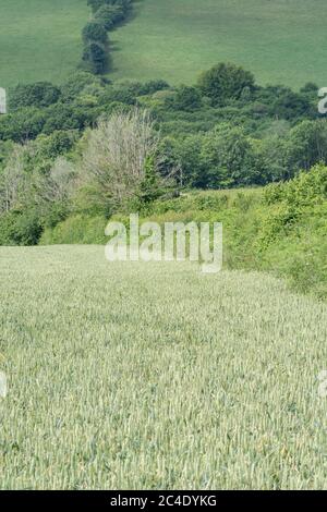 Hedgeline / Grenzlinie des grünen UK Weizenfeld. Metapher Landwirtschaft & Landwirtschaft Großbritannien, Grenzen, Heckenlinien, Lebensmittelversorgung in Großbritannien. Mittelfeld-Fokus. Stockfoto