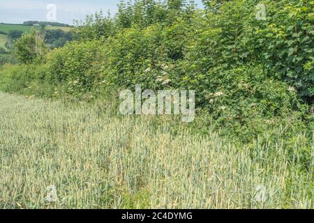 Hedgeline / Grenzlinie des grünen UK Weizenfeld. Metapher Farming & Agriculture Großbritannien, Grenzen, Heckenlinien, britische Lebensmittelversorgung, 2020 Weizenanbau. Stockfoto