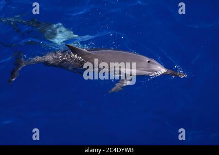 Ein wilder Spinner-Delfin, der die Oberfläche des Atlantiks durchbricht. Fernando de Noronha, Pernambuco, Brasilien. Bioreseve und UNESCO-Weltkulturerbe. Stockfoto