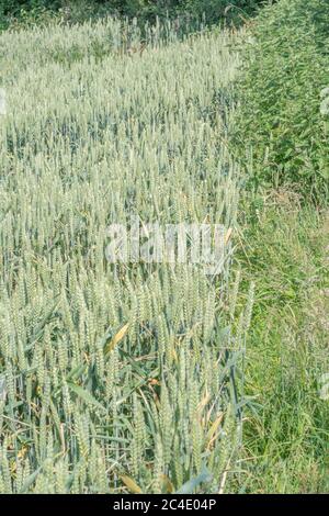 Hedgeline / Grenzlinie des grünen UK Weizenfeld. Metapher Farming & Agriculture Großbritannien, Grenzen, Heckenlinien, britische Lebensmittelversorgung, 2020 Weizenanbau. Stockfoto