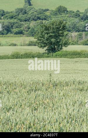 Hedgeline / Grenzlinie des grünen UK Weizenfeld. Metapher Landwirtschaft & Landwirtschaft Großbritannien, Grenzen, Heckenlinien, britische Nahrungsmittelversorgung, grüne Felder von England Stockfoto