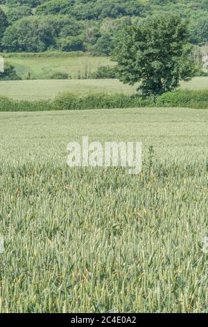 Hedgeline / Grenzlinie des grünen UK Weizenfeld. Metapher Landwirtschaft & Landwirtschaft Großbritannien, Grenzen, Heckenlinien, britische Nahrungsmittelversorgung, grüne Felder von England Stockfoto