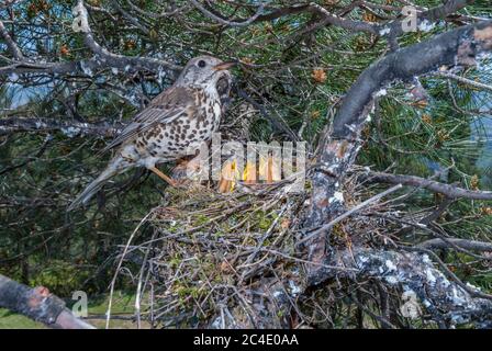 Eine Misteldrossel (Turdus viscivorus) beim Nest mit Nestlingen auf einem Baum Stockfoto