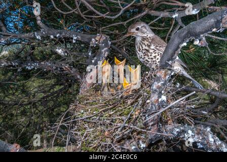 Eine Misteldrossel (Turdus viscivorus), die die Jungen im Nest auf einer Kiefer füttert Stockfoto