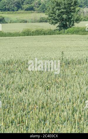 Hedgeline / Grenzlinie des grünen UK Weizenfeld. Metapher Landwirtschaft & Landwirtschaft Großbritannien, Grenzen, Heckenlinien, britische Nahrungsmittelversorgung, grüne Felder von England Stockfoto