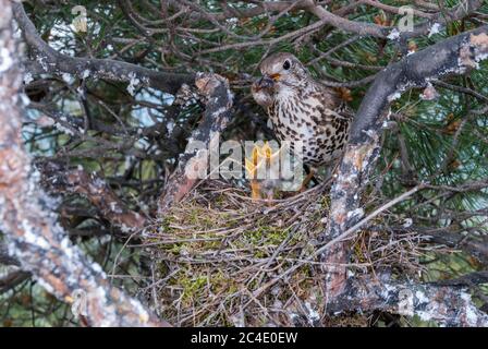 Misteldrossel (Turdus viscivorus) füttert die Nestlinge mit Insektenlarven im Nest Stockfoto