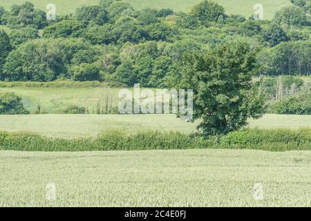 Hedgeline / Grenzlinie des grünen UK Weizenfeld. Metapher Landwirtschaft & Landwirtschaft Großbritannien, Grenzen, Heckenlinien, britische Nahrungsmittelversorgung, grüne Felder von England Stockfoto