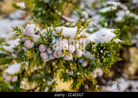 Juniper. Wacholderzweige und Zapfen unter Schnee und Eis, beleuchtet durch Sonnenlicht. Winterzeit. wacholderbeeren unter Schnee. Das Konzept der Ruhe Stockfoto