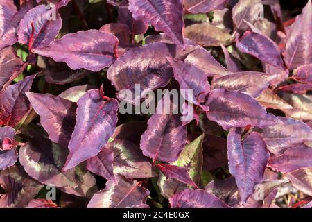 Persicaria microcephala 'Red Dragon' eine dunkelviolett rot blättrige Blütenpflanze, die allgemein als Knoblauchkraut bekannt ist Stockfoto