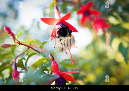 Eine große Hummel auf einer rosa roten und lila Fuchsia Blume. Von unten gesehen, nach oben zum Himmel schauend. Stockfoto