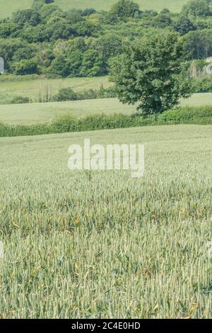 Hedgeline / Grenzlinie des grünen UK Weizenfeld. Metapher Landwirtschaft & Landwirtschaft Großbritannien, Grenzen, Heckenlinien, britische Nahrungsmittelversorgung, grüne Felder von England. Stockfoto