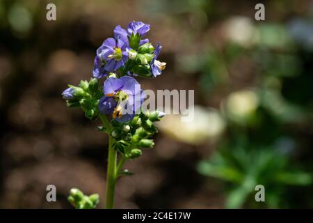 Die Blumen einer Jakobsleiter (Polemonium caeruleum) Stockfoto