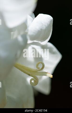 Eine Nahaufnahme einer weißen Glockenblume (Campanula persicifolia var. alba) Stockfoto