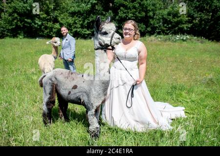 Langenhagen, Deutschland. Juni 2020. Sina und Marcel Reichardt, das Ehepaar aus Wedemark, stehen auf einer Weide mit den Alpakas Kiowa (vorne) und Nacho. Das Paar hat eine Hochzeitsfeier auf einem Alpaka Gestüt gebucht und feiert mit den Tieren ihre standesamtliche Trauung. Quelle: Hauke-Christian Dittrich/dpa/Alamy Live News Stockfoto