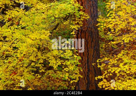 Chiricahua Mountains Coronado N.F. AZ / NOV Herbstgoldblätter von Canyon Ahorn umgeben den Stamm einer Ponderosa Pine im Cave Creek Canyon. Stockfoto