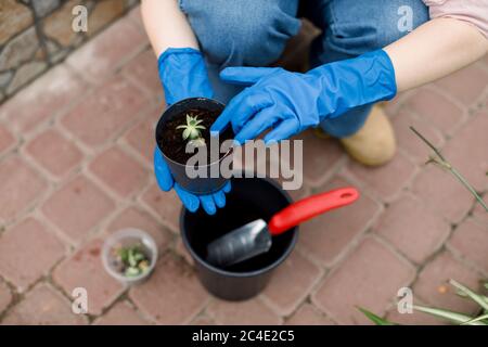 Nahaufnahme beschnittenes Bild von Frauenhänden in blauen Gummihandschuhen, die kleine saftige Pflanze A mit Gartenspaten in einen neuen Topf verpflanzen. Frau Stockfoto