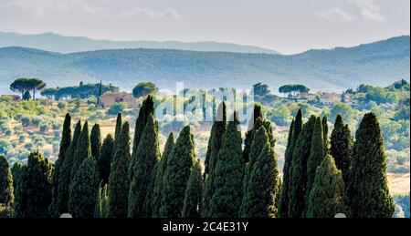 Zypressen mit toskanischen Landschaft in der Ferne. Siena. Italien. Stockfoto