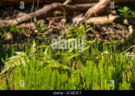 Fantastische Wanderung durch das Naturschutzgebiet Pfrunger-Burgweiler-Ried im Herbst Stockfoto