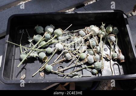 GEERNTETE SAMENSCHOTEN VON PAPAVER SOMNIFERUM. OPIUM MOHN Stockfoto