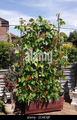 LÄUFER BOHNE SCHARLACHROT KAISER Stockfoto