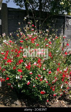 SALVIA JAMENSIS. HEISSE LIPPEN Stockfoto