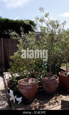 OLEA EUROPAEA. TOPFBAUM ANGEBAUT Stockfoto