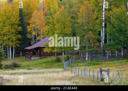 Apache-Sitgreaves National Forest AZ / OCT Herbst getönte Espe schmückt eine pastorale Szene einer Blockhütte (von der Forstdienst gepflegt) in Lee Val Stockfoto