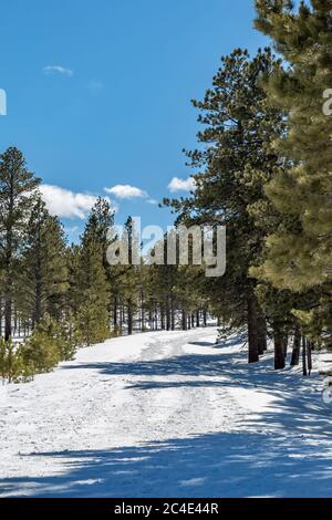 Ein schneebedeckter Pfad durch Wälder, im Bryce Canyon National Park Stockfoto