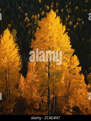 Escudilla Mtn. Wildnis Apache-Sitgreaves NF White Mountains AZ / OCT Letztes Licht erwärmt einen Ständer aus Goldaspen, unterstützt von einem Hang von Goldspecs. Stockfoto