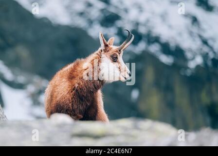 Tatra-Gämsen oder Kamzík vrchovsky tatransky im Frühsommer in der Hohen Tatra im Tatra-Nationalpark stark gefährdet Stockfoto