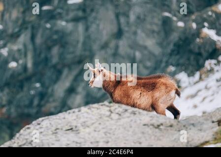 Tatra-Gämsen oder Kamzík vrchovsky tatransky im Frühsommer in der Hohen Tatra im Tatra-Nationalpark stark gefährdet Stockfoto