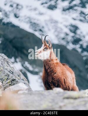 Tatra-Gämsen oder Kamzík vrchovsky tatransky im Frühsommer in der Hohen Tatra im Tatra-Nationalpark stark gefährdet Stockfoto