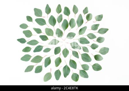 Abstraktes Muster, Textur mit grünen Blättern Eukalyptus popus isoliert auf weißem Hintergrund. Flach liegend, Draufsicht Stockfoto