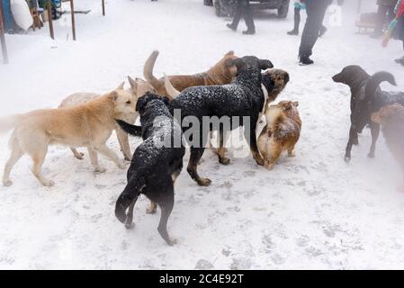 Im Winter ist eine große Herde streunender Hunde auf dem Markt Stockfoto