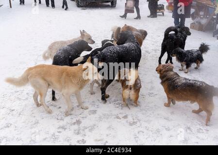 Im Winter ist eine große Herde streunender Hunde auf dem Markt Stockfoto