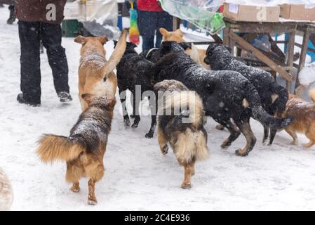 Im Winter ist eine große Herde streunender Hunde auf dem Markt Stockfoto