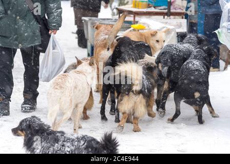 Im Winter ist eine große Herde streunender Hunde auf dem Markt Stockfoto
