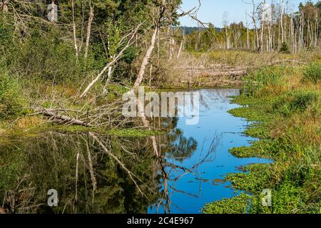 Fantastische Wanderung durch das Naturschutzgebiet Pfrunger-Burgweiler-Ried im Herbst Stockfoto