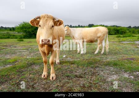 Kühe grasen frisches grünes Gras auf dem Feld. Bauernhof. Tiere grasen auf einer Wiese. Kühe auf der Weide. Milch- und Fleischindustrie. . Hochwertige Bilder Stockfoto