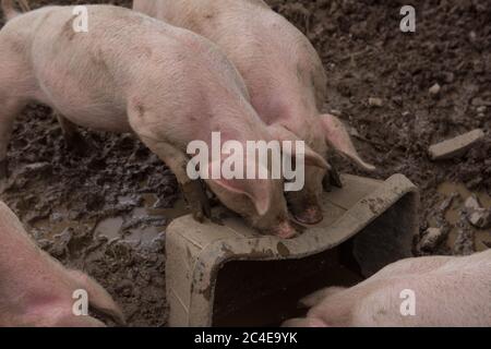 Schweine (Sus scrofa domesticus) schwelgen im Schlamm auf einer Farm in Rural Devon, England, Großbritannien Stockfoto