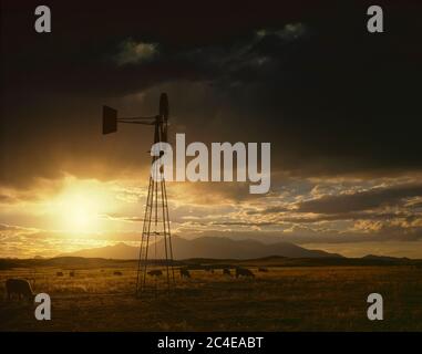 Santa Cruz County AZ / AUG EIN Sonnenuntergang mit tubulanten Wolken Hintergrund eine Spinnerei Windmühle über Vieh auf dem Grasland von Soniota. Santa Rita Mountains Stockfoto