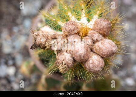 Nahaufnahme des stacheligen, wolligen Kaktus Eriocephala Magnifica, einer einheimischen Pflanze aus der familie der cactaceae aus Südamerika Stockfoto